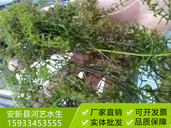 沉水植物伊樂(lè)藻